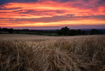 Vibrant sunset over wheat field in rural Alberta